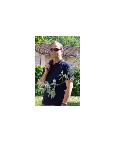 Polo manches courtes Polo manches courtes